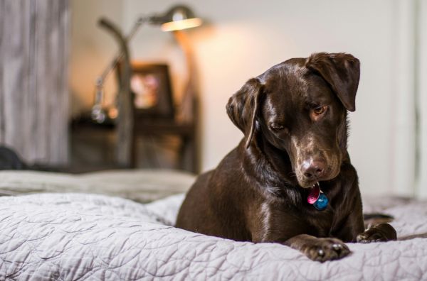 Chien détecteur de punaises de lit : maîtrisez les coûts à Paris